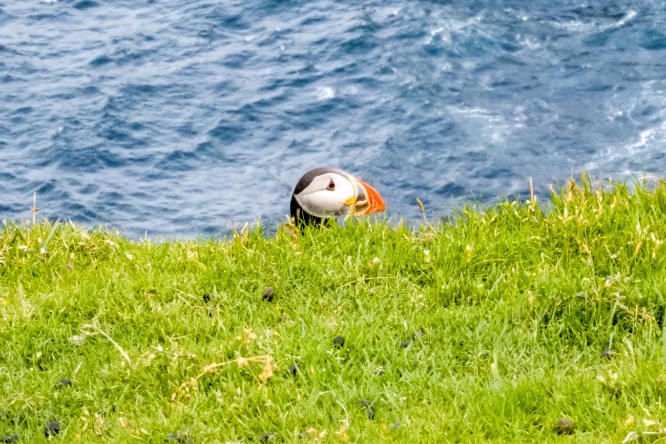 Maskonury to powód dla którego Wyspy Owcze odwiedza wielu fotografów