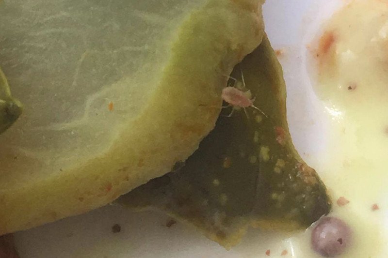 Warzywa serwowane w Krowarzywach nie są świeże?