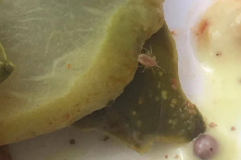 Warzywa serwowane w Krowarzywach nie są świeże?