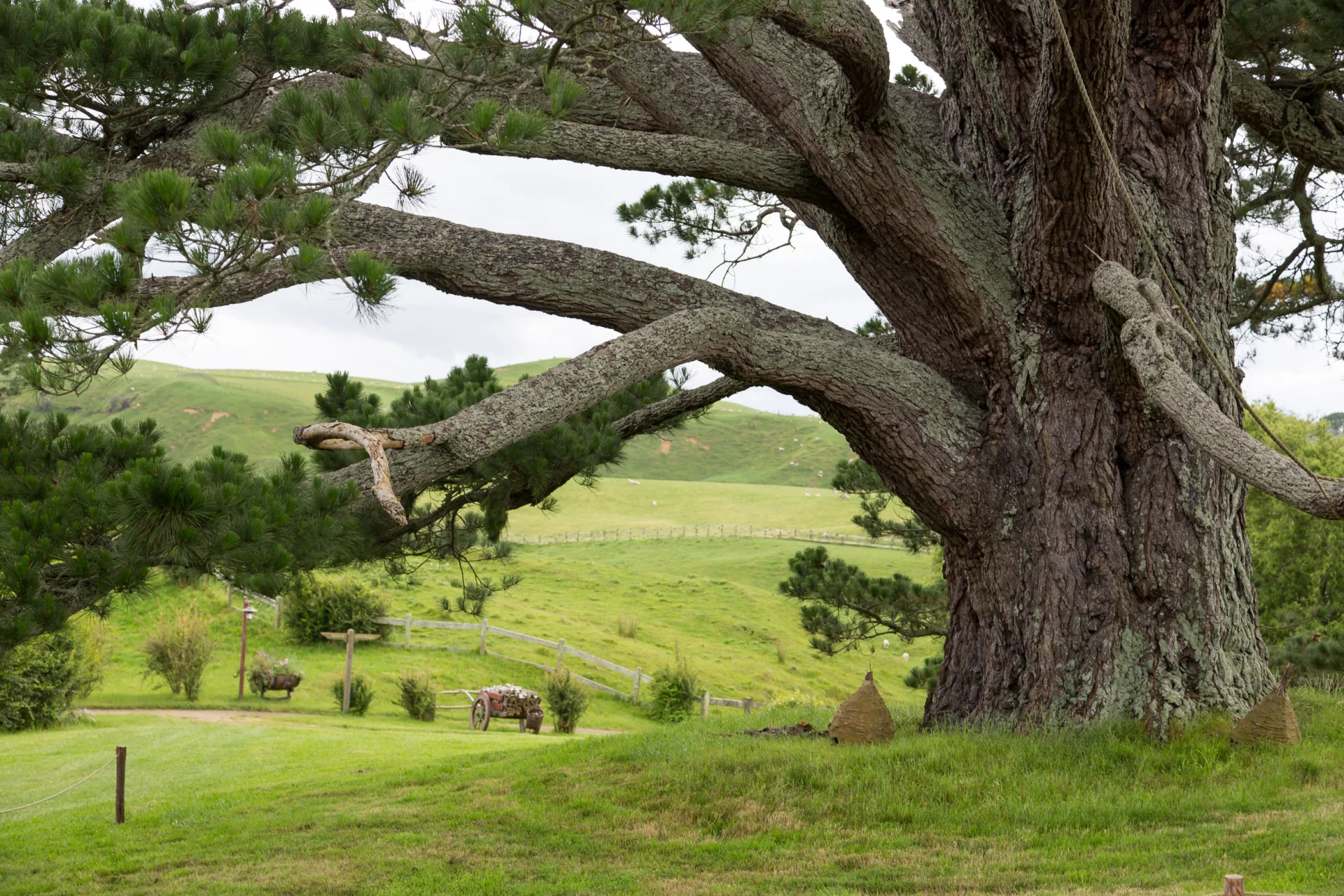 Ogromne drzewo w Hobbiton Movie ustawiony, Matamata, North Island, Nowa Zelandia