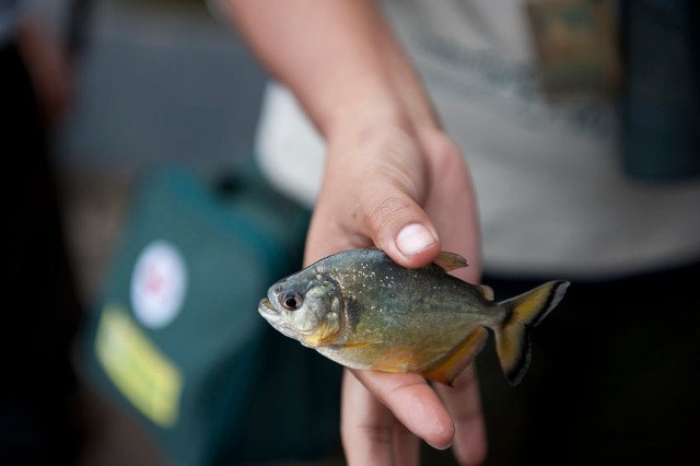 Złapałeś piranię w Polsce? Jest groźna, ale nie dla ciebie!