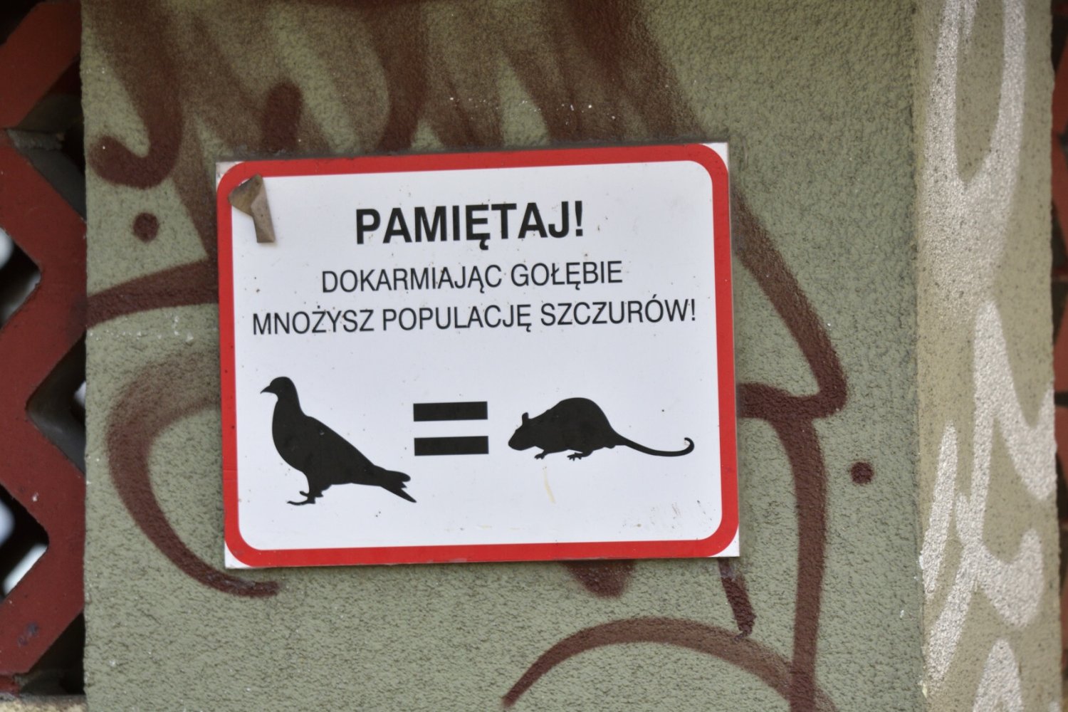 Plaga szczurów w Warszawie. Mieszkanka: "Był większy od mojego psa".