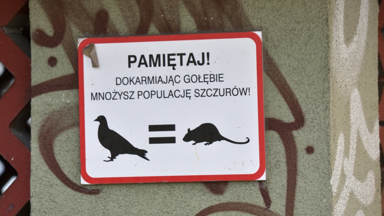 Plaga szczurów w Warszawie. Mieszkanka: "Był większy od mojego psa".