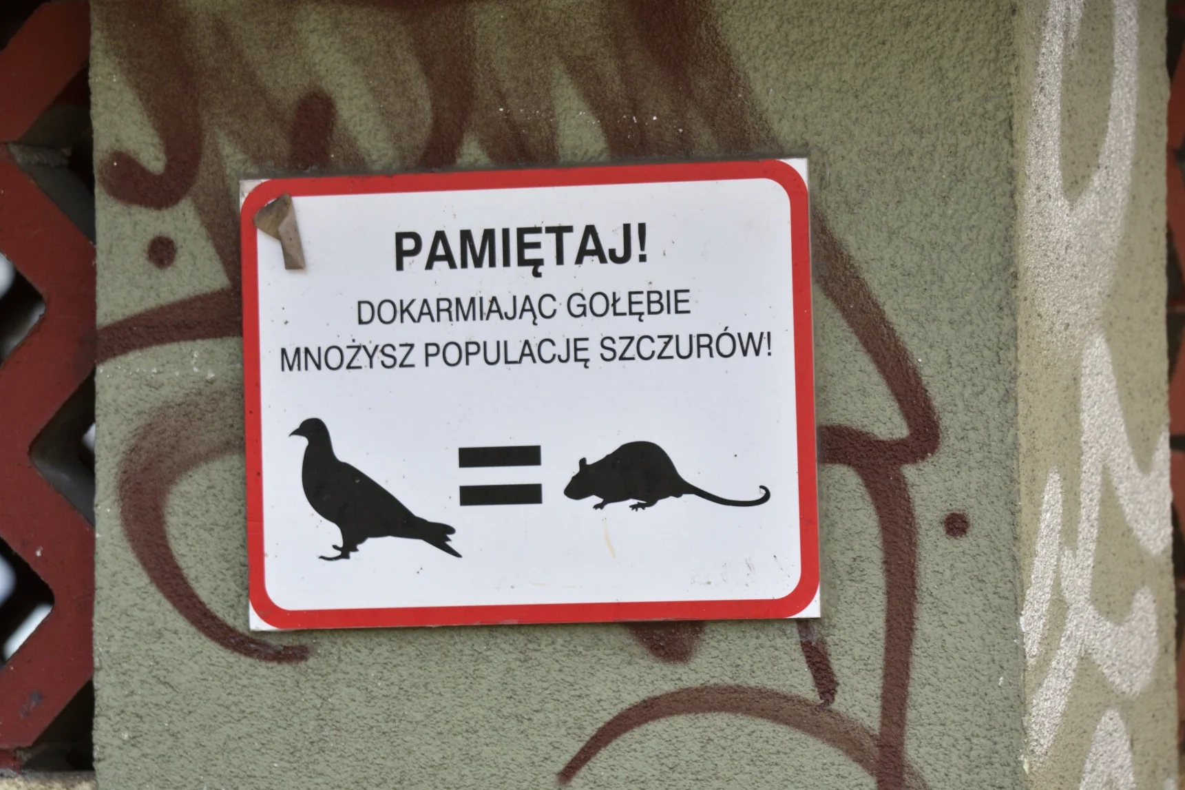 Plaga szczurów w Warszawie. Mieszkanka: "Był większy od mojego psa".