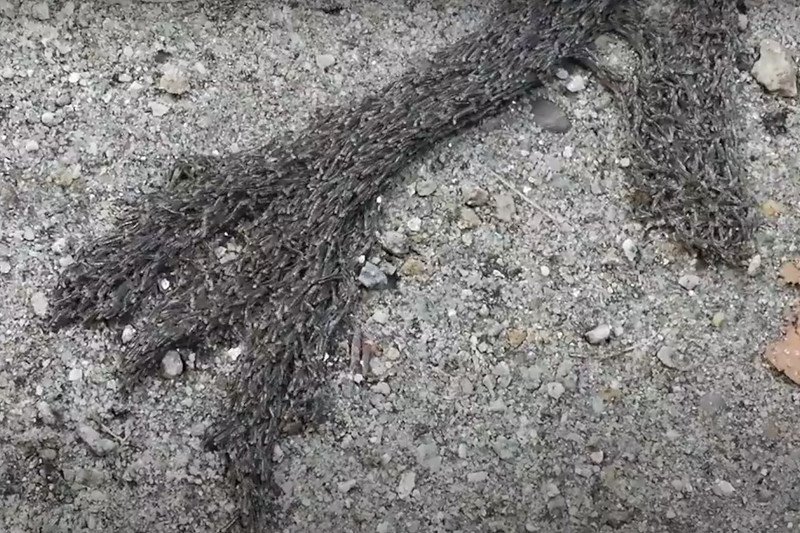 Nadleśnictwo Baligród z nietypową zagadką. Czym jest Pleń?