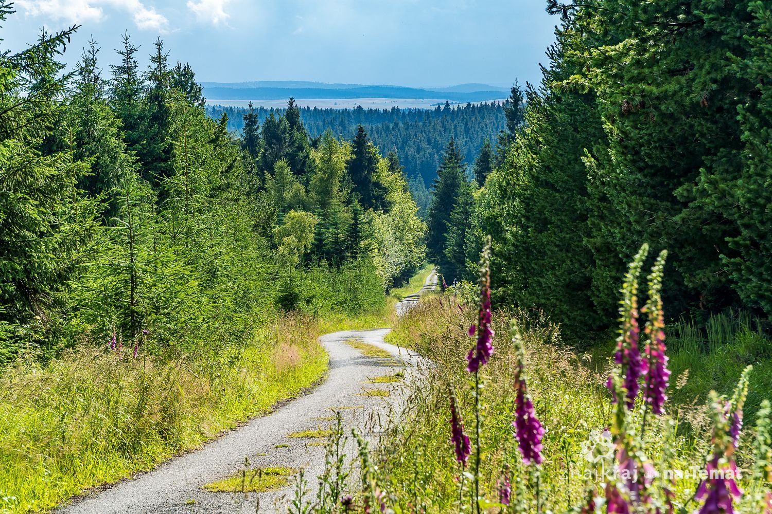 Szutrowa górska droga w Rudawach w Saksonii