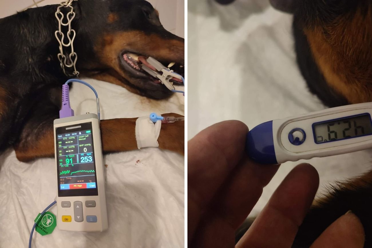 Doberman "ugotował się" w rozgrzanym aucie