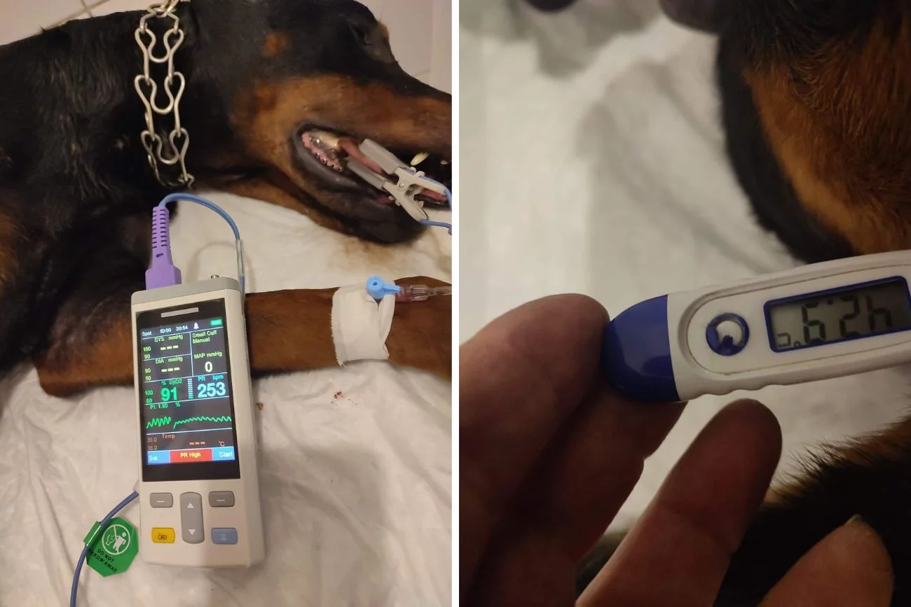Doberman "ugotował się" w rozgrzanym aucie
