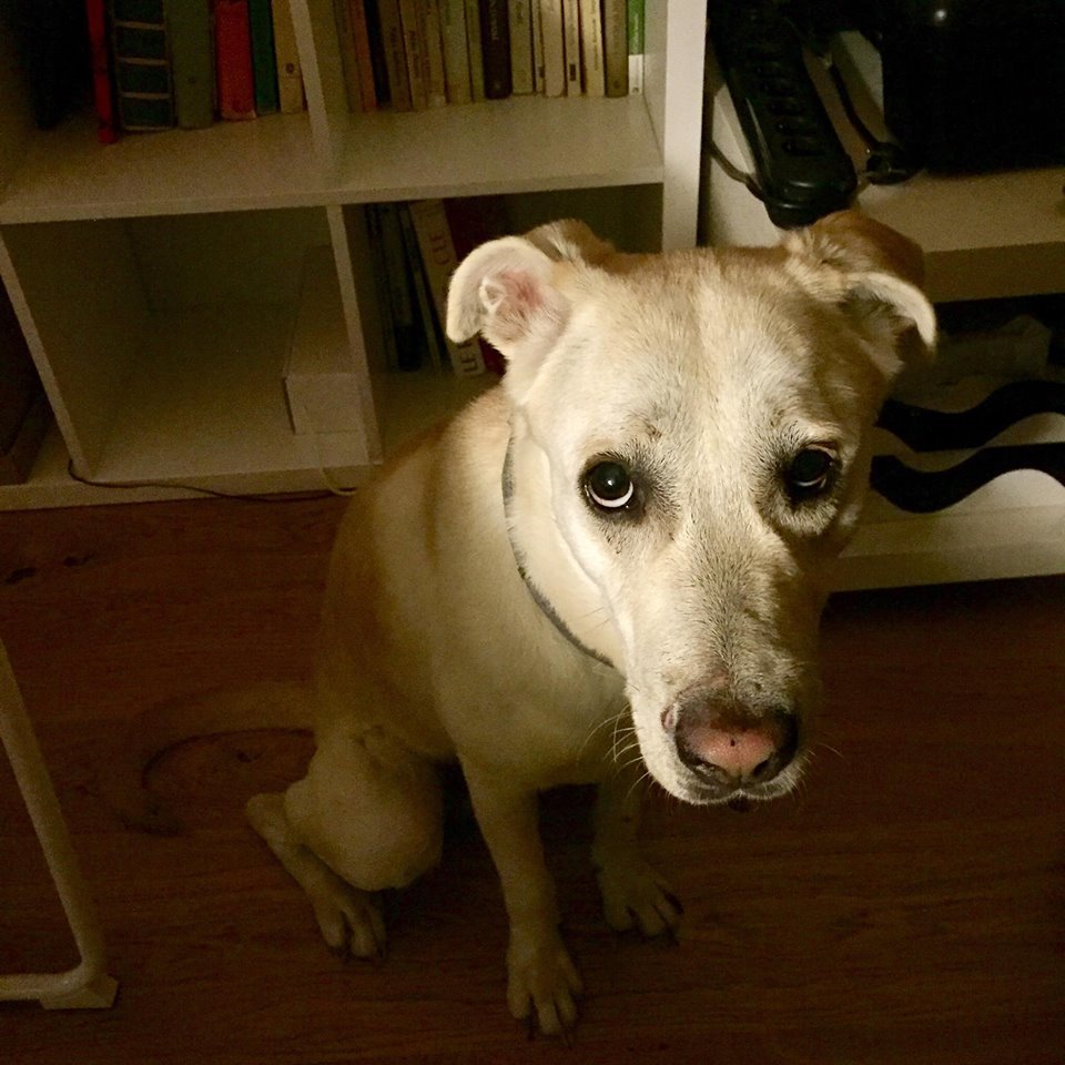 Słodki psiesek z miną zbitego pieska, i to dosłownie, bo dostał od życia porządnie w kość.