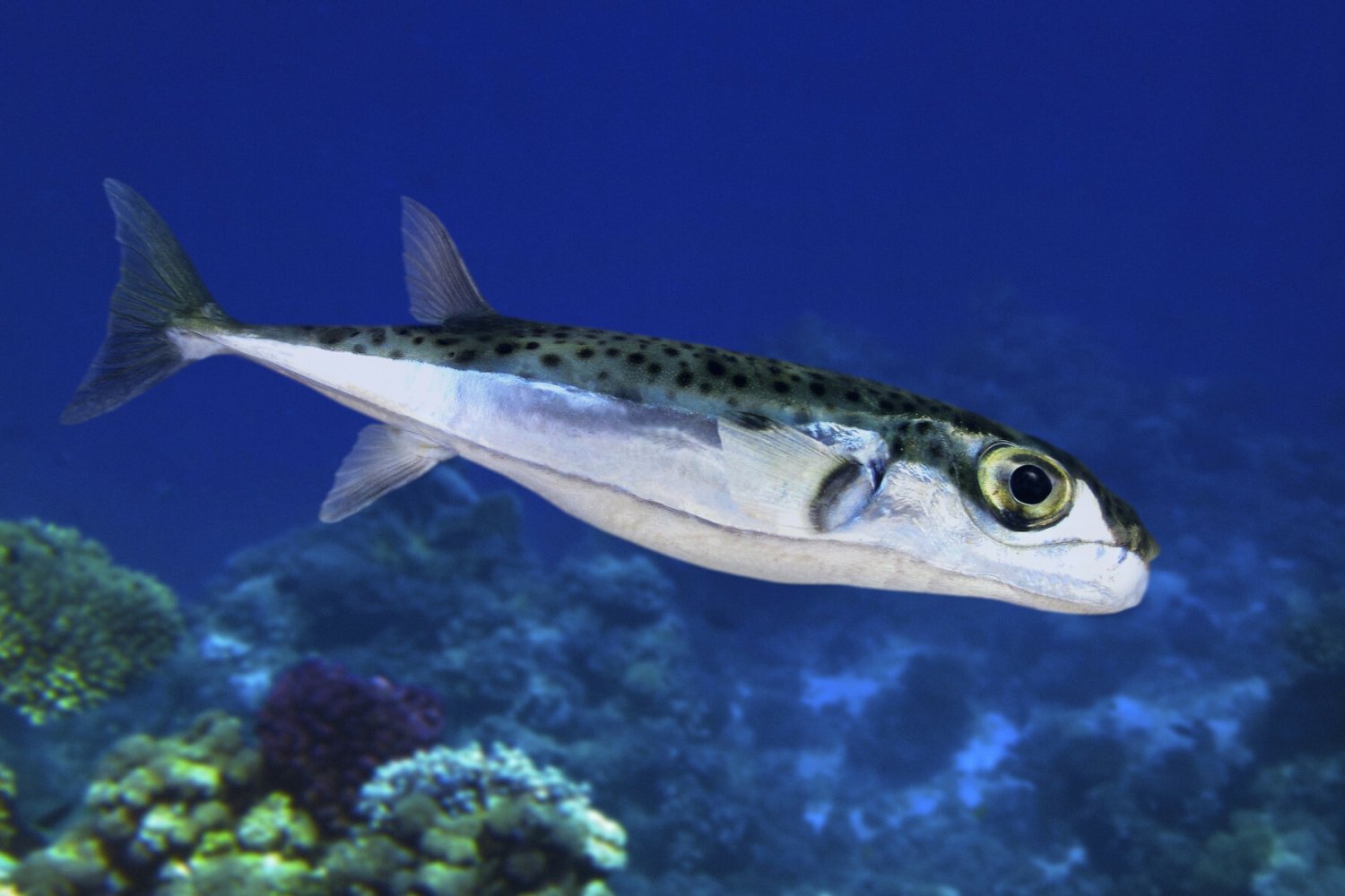 Ropucha srebrzysta, Chorwacja, toksyczna ryba