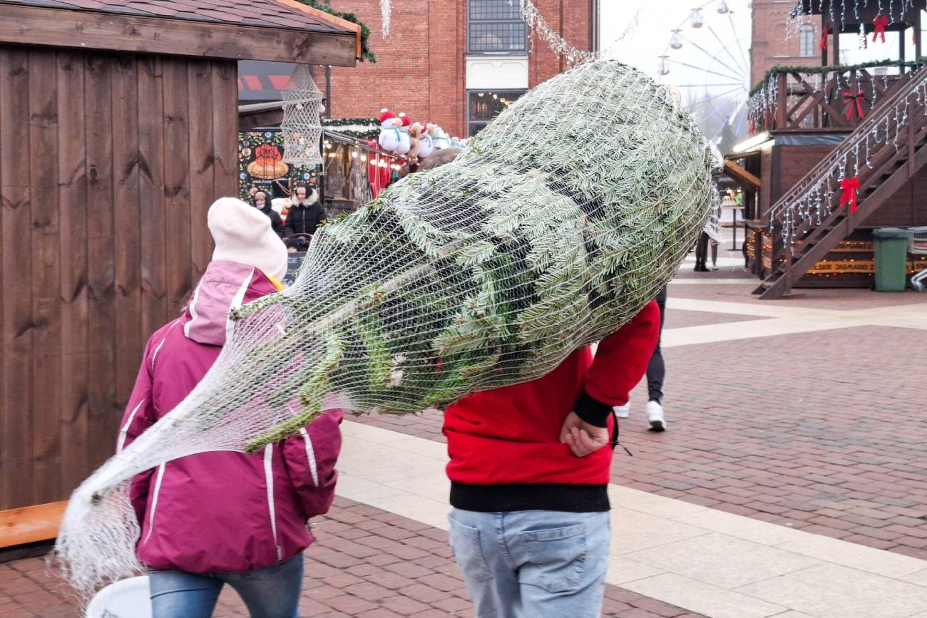 Chcieli robić dania z igieł choinkowych. Agencja zakazuje jedzenia choinek