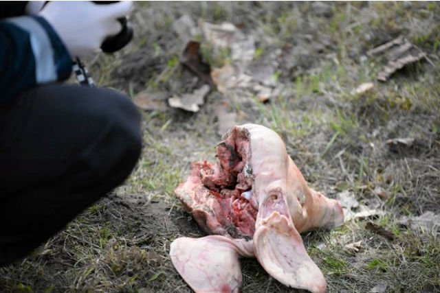 Świńskie łby i znaki z przekreślonym meczetem pojawiły się przy wjeździe do Bydgoszczy.
