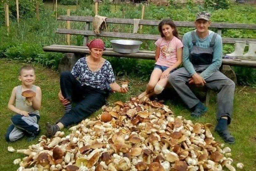 Rodzina z Ukrainy pochwaliła się, że zebrała ponad 100 kg prawdziwków.