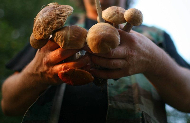 Grzybobranie co roku do lasów przyciąga tłumy.