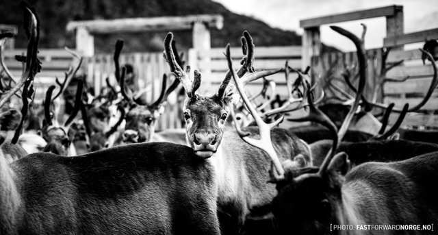 Wędrówka ku śmierci. Renifery - fotoreportaż z Norwegii