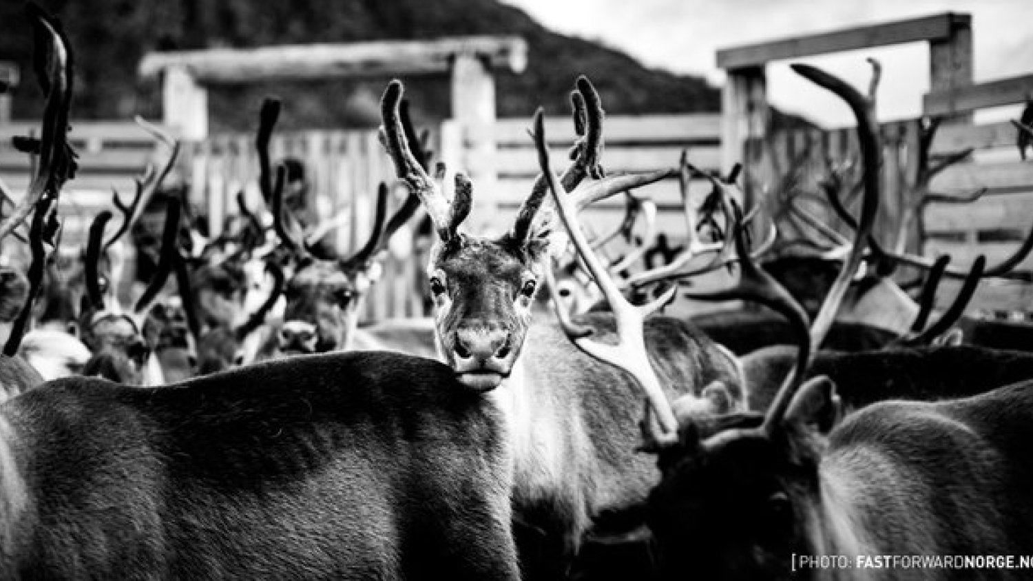 Wędrówka ku śmierci. Renifery - fotoreportaż z Norwegii