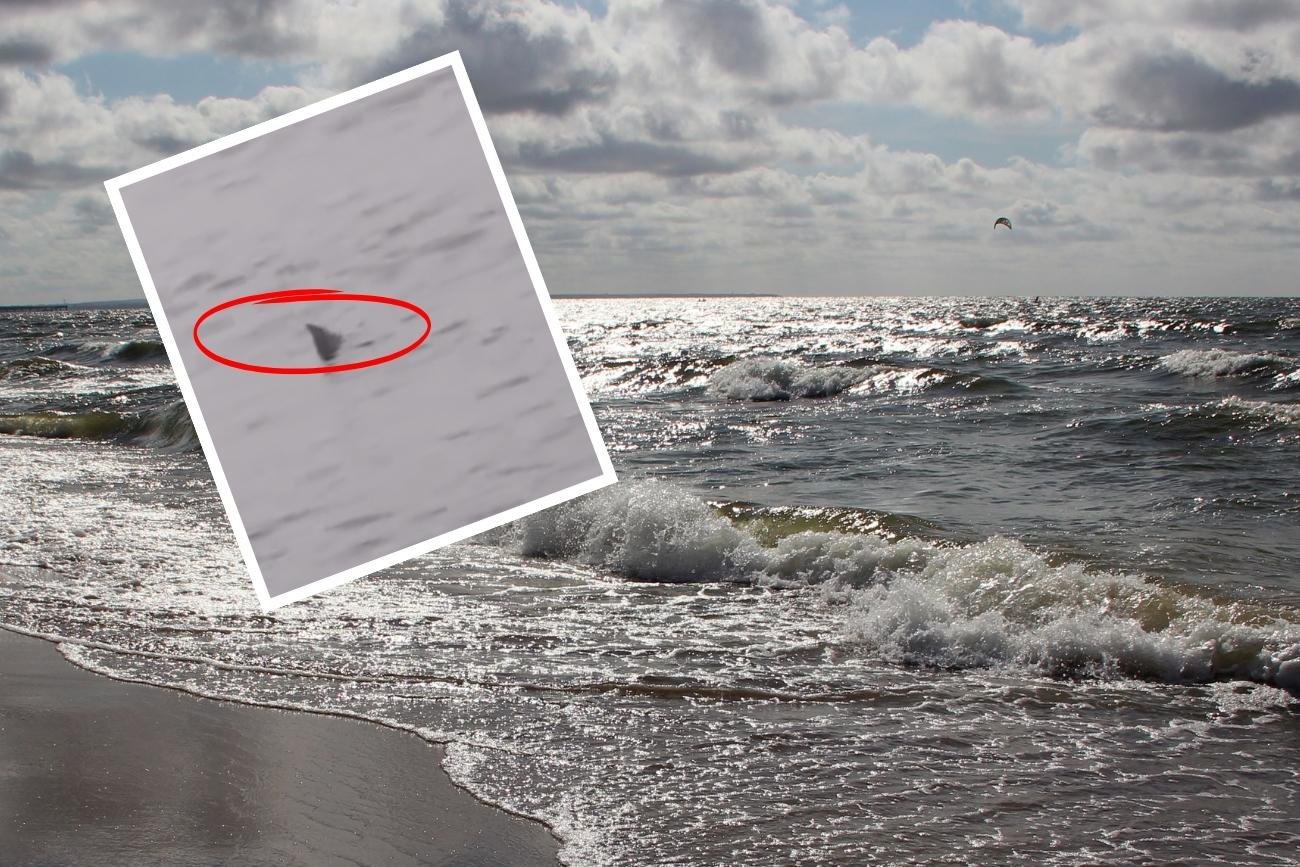 Rekin pojawił się u wybrzeży Kołobrzegu