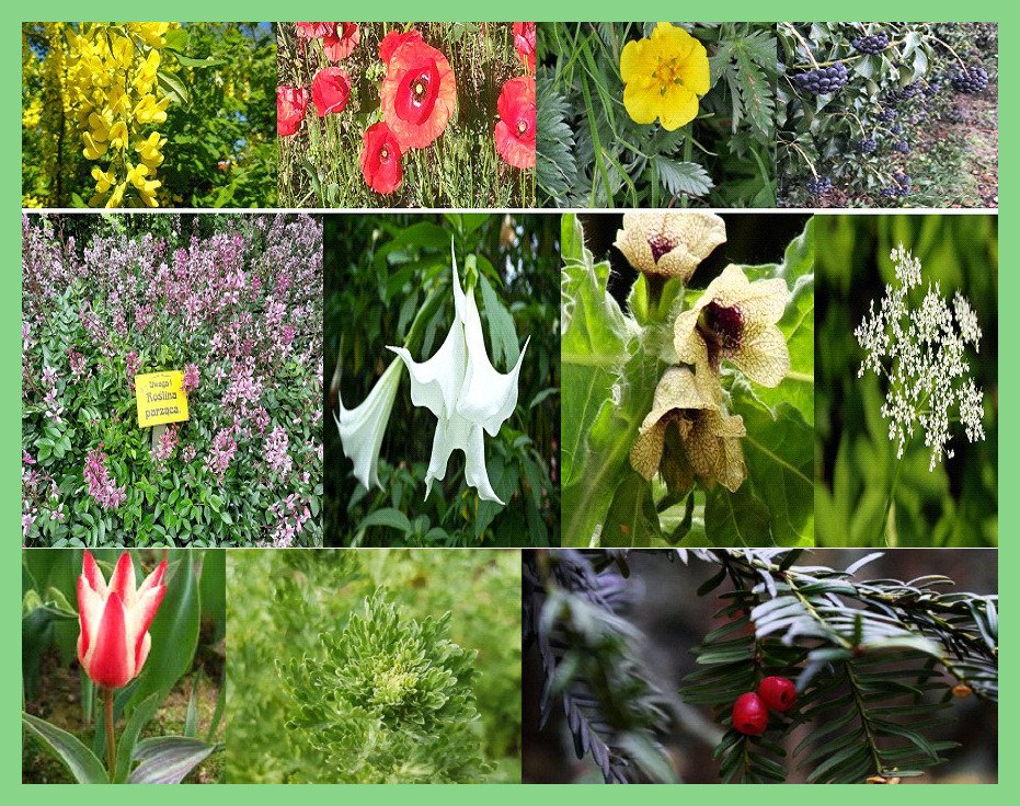 Które popularne w Polsce rośliny ogrodowe są najbardziej toksyczne? Najbardziej trujące rośliny w Polsce.