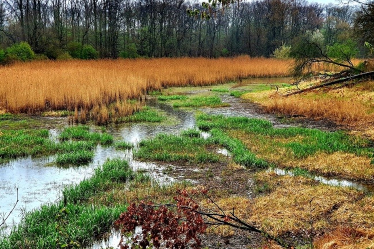 Starorzecze w okolicy Domaszkowa