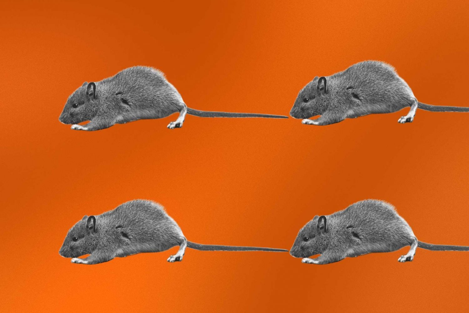 Cztery szczury w domu zabrały mi poczucie bezpieczeństwa. Wtedy przyszedł "killer"