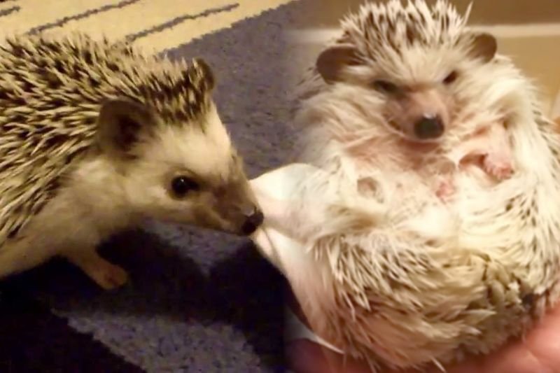 Na zdjęciu jeż afrykański - jeden z popularnych gatunków pociesznych zwierzaków, które ludzie trzymają w domach.