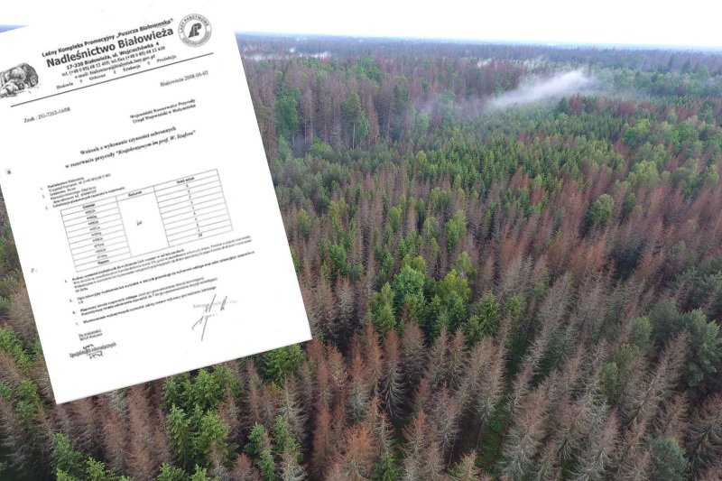 Tysiące martwych świerków w Puszczy Białowieskiej. Do tego doprowadził sprzeciw ekologów przeciwko wycince pierwszych 29 drzew zajętych przez kornika.