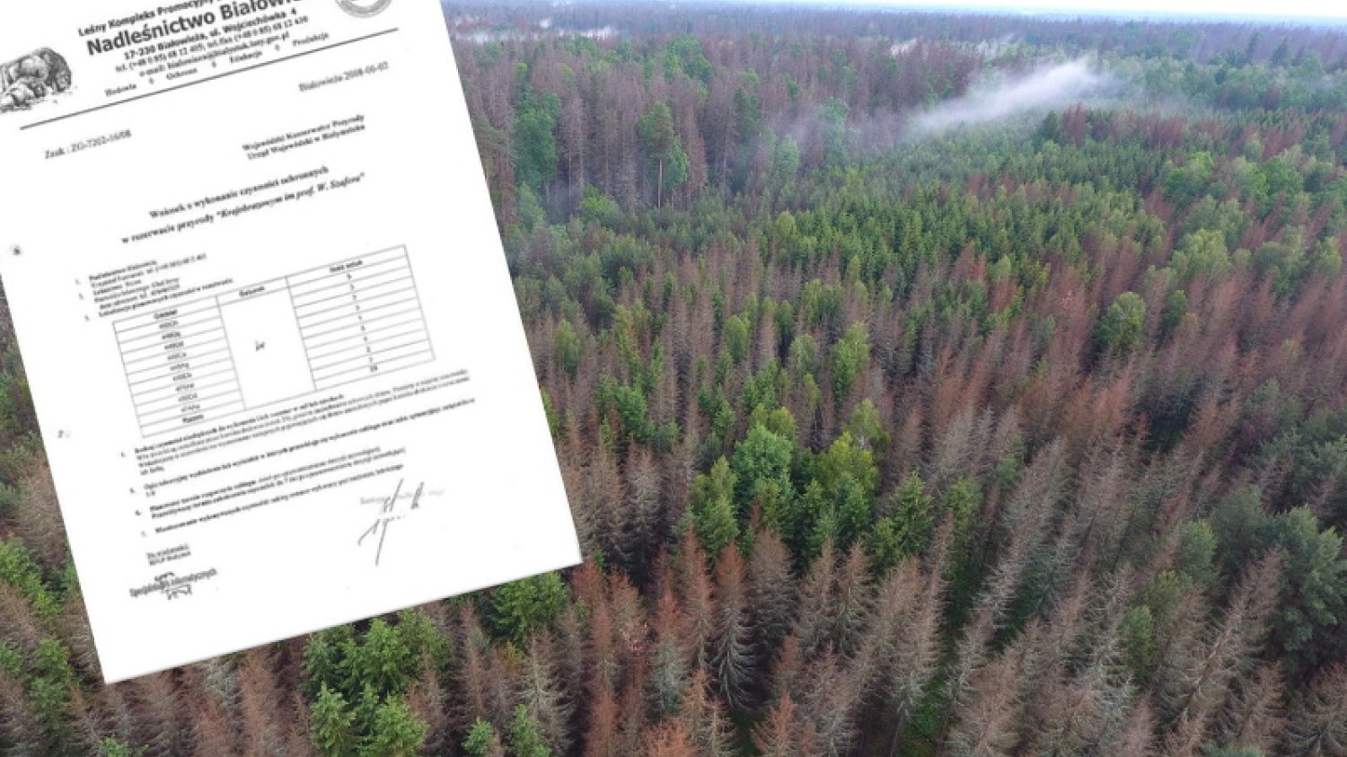 Tysiące martwych świerków w Puszczy Białowieskiej. Do tego doprowadził sprzeciw ekologów przeciwko wycince pierwszych 29 drzew zajętych przez kornika.