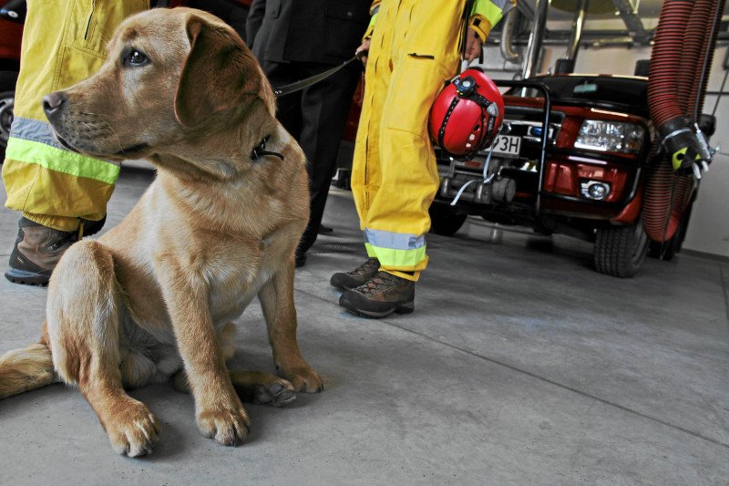Polscy strażacy chcą pomóc poszkodowanym w Bejrucie.
