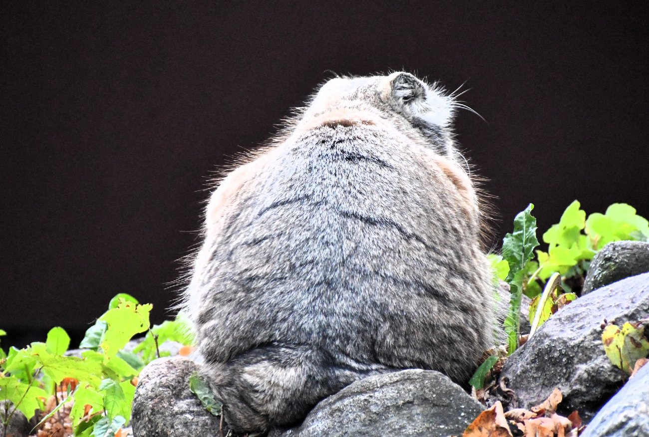Manul Mania zdyskwalifikowana! Zoo w Poznaniu wydało komunikat ws. konkursu.