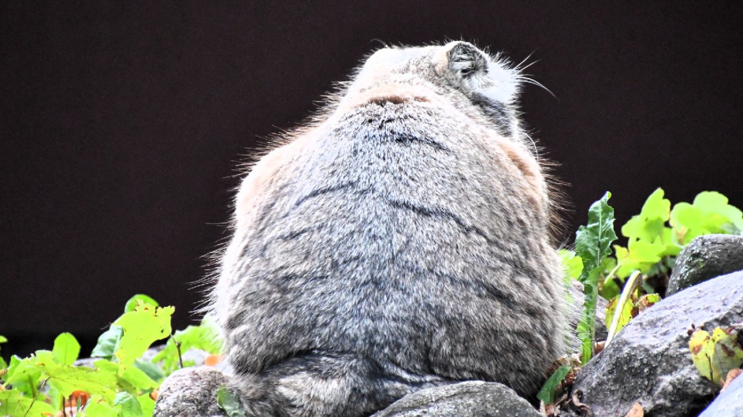 Manul Mania zdyskwalifikowana! Zoo w Poznaniu wydało komunikat ws. konkursu.