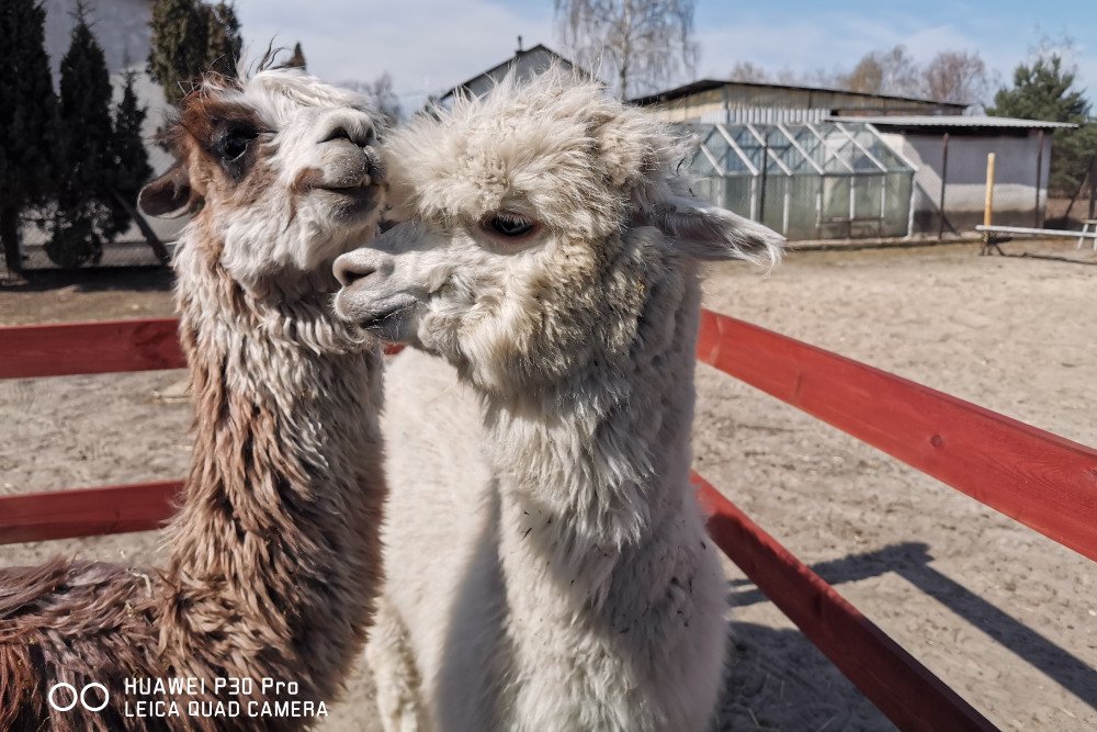 Zdjęcie wykonane smartfonem Huawei P30 Pro