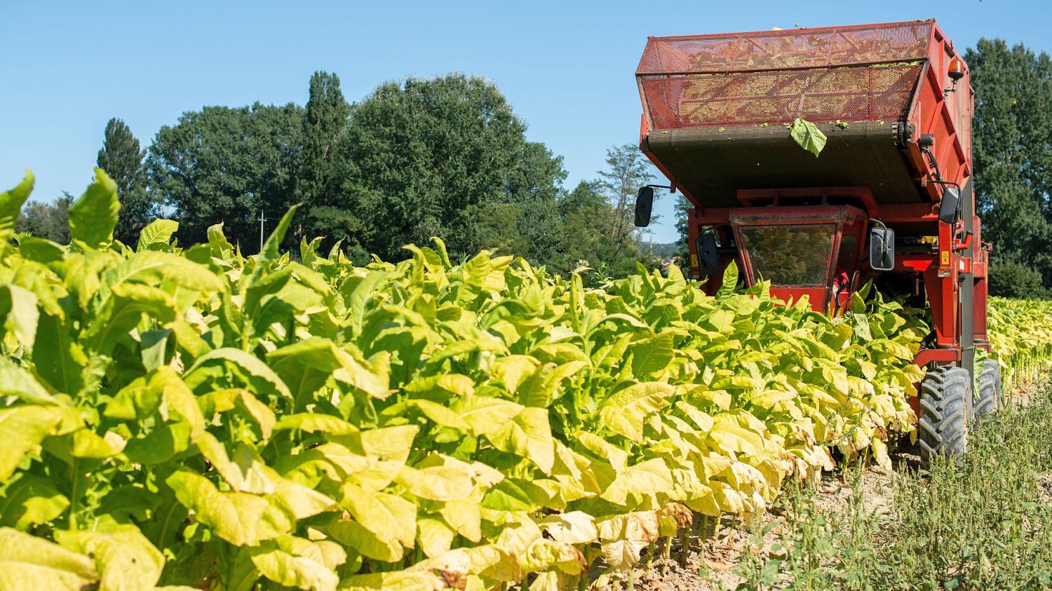 Burza wokół ustawy UD213. Projekt resortu zdrowia wywołał bunt rolników, biznesu i... państwowych urzędów plantacja tytoniu