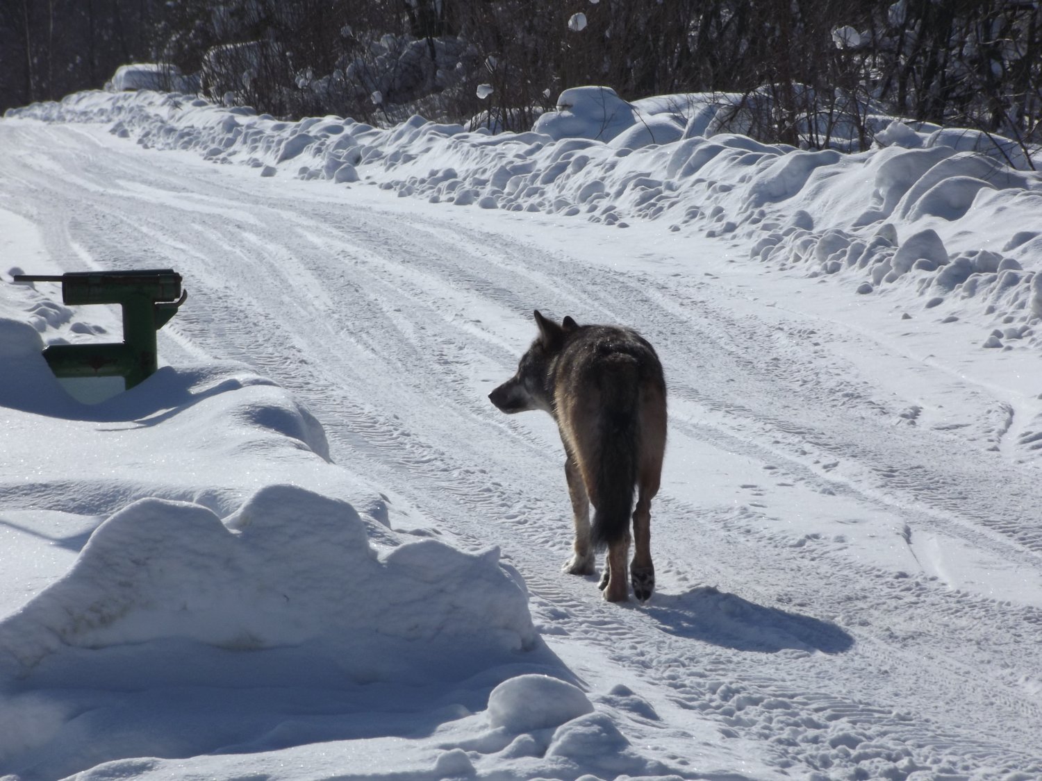 Jedno ze spotkań Roberta z wilkiem.