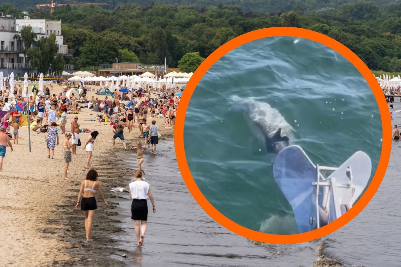 Delfiny w Bałtyku. Niesamowite nagranie obiegło sieć