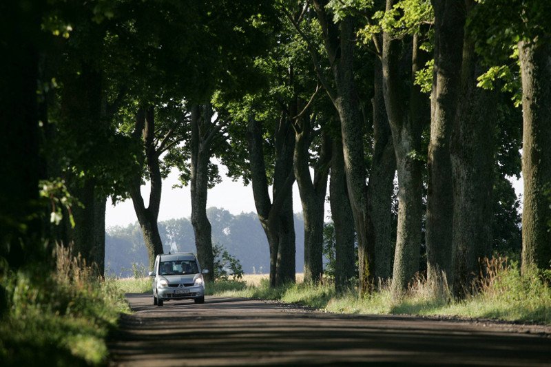 Stare drzewa przy drogach ocieniają drogę i nadają jej wiele uroku. niestety, stanowią też śmiertelne zagrożenie dla kierowców.