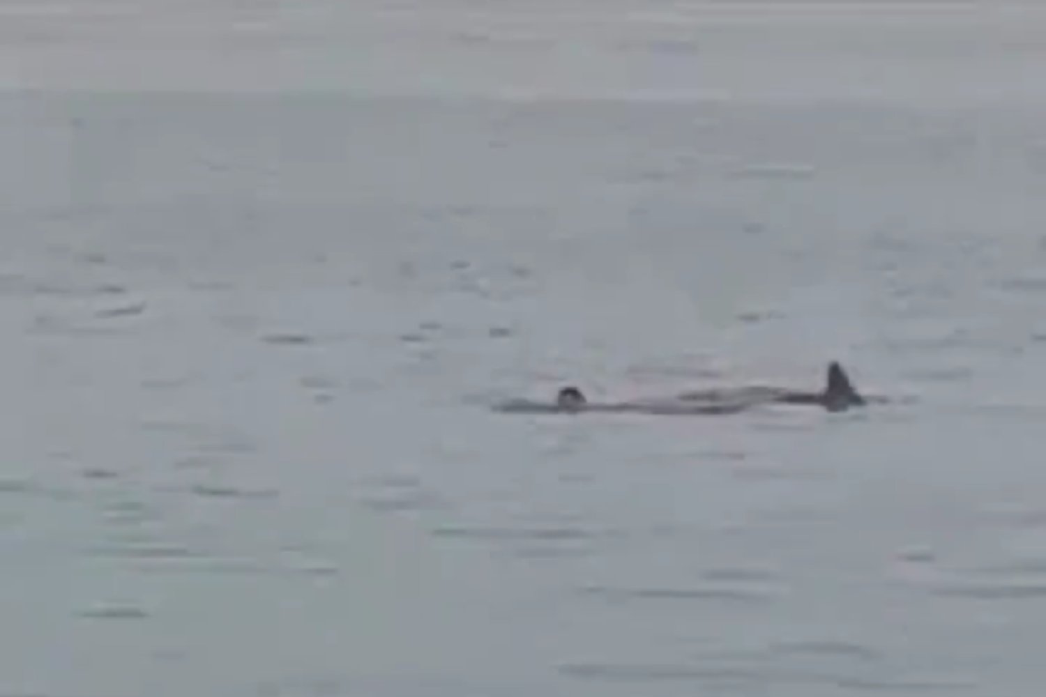 Rekin zjadł żywcem Rosjanina na oczach ludzi w Hurghadzie