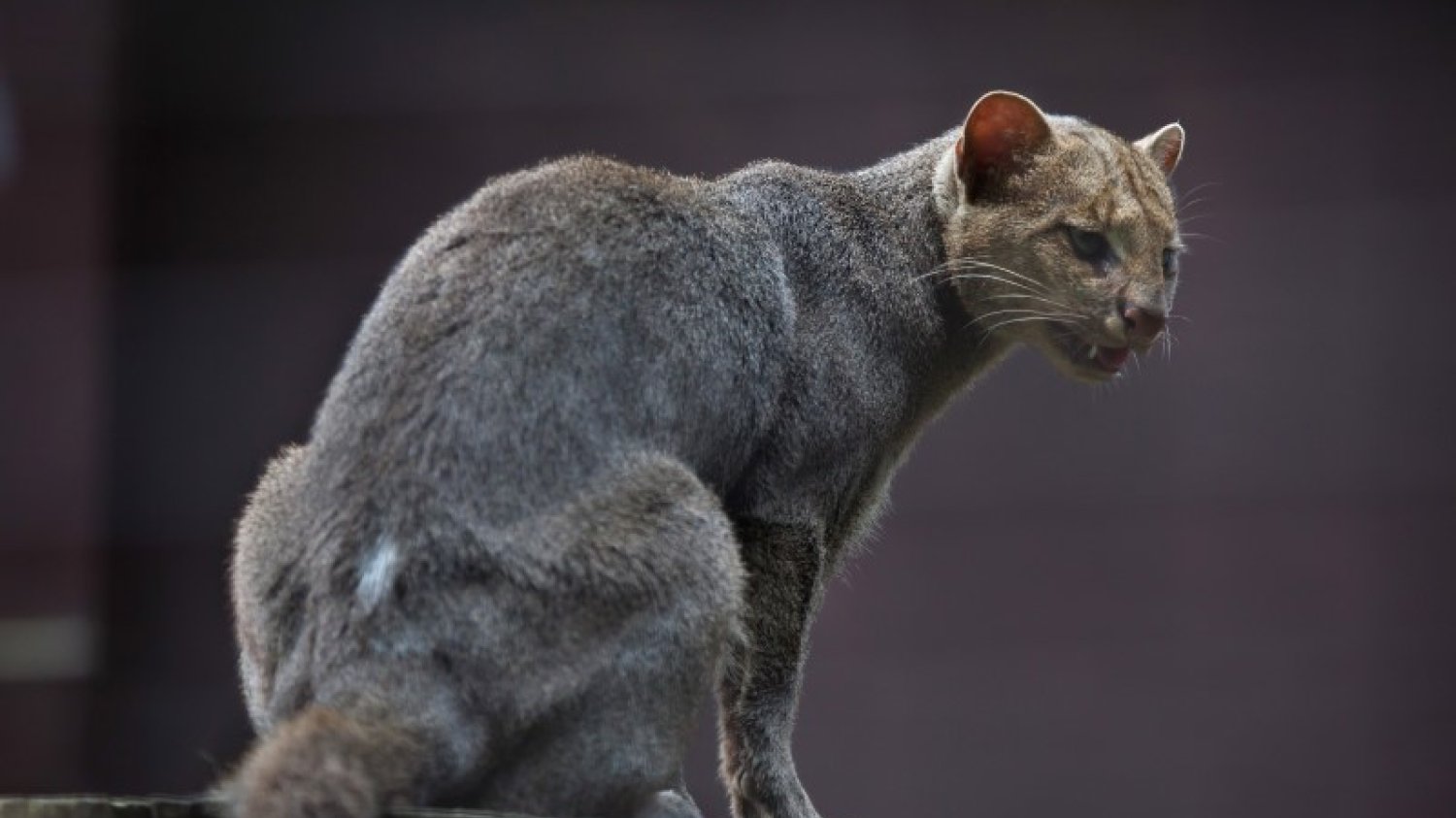 Jaguarundi amerykański