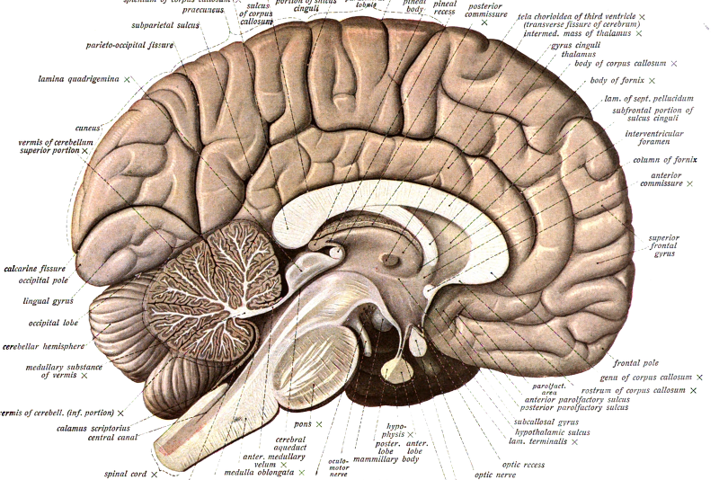 Naukowcy przewidują, że za dwie dekady możliwe będzie leczenie uszkodzonej kory mózgowej człowieka.