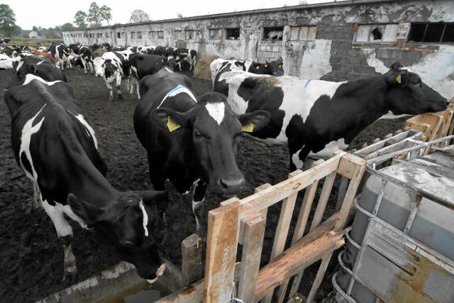 Coraz niższe ceny mleka martwią brytyjskich rolników
