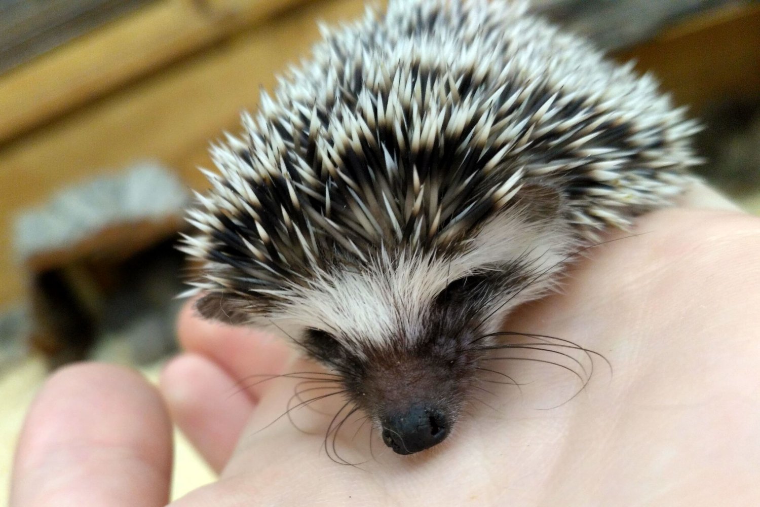 Dzień dobry, jestem jeż