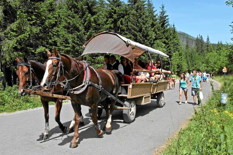 Góral z Zakopanego usłyszał wyrok za dręczenie konia w Morskim Oku