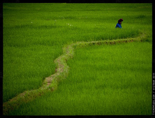 Pole ryżu, Wietnam.