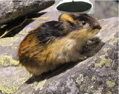 Moherowy Leming