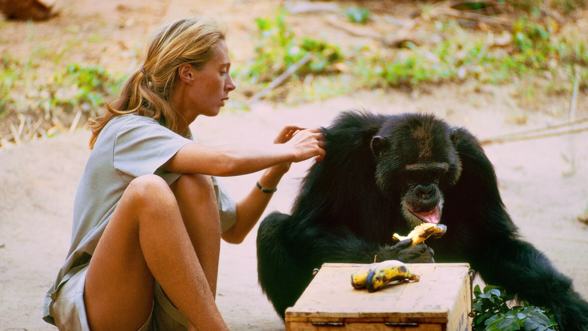 Jane Goodall nie żyje, ale jej dziedzictwo trwa. Ten film pokazuje jej niezwykłe życie