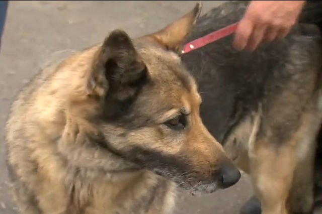Bohaterska suczka jeszcze dziś opuści schronisko i wróci do domu.