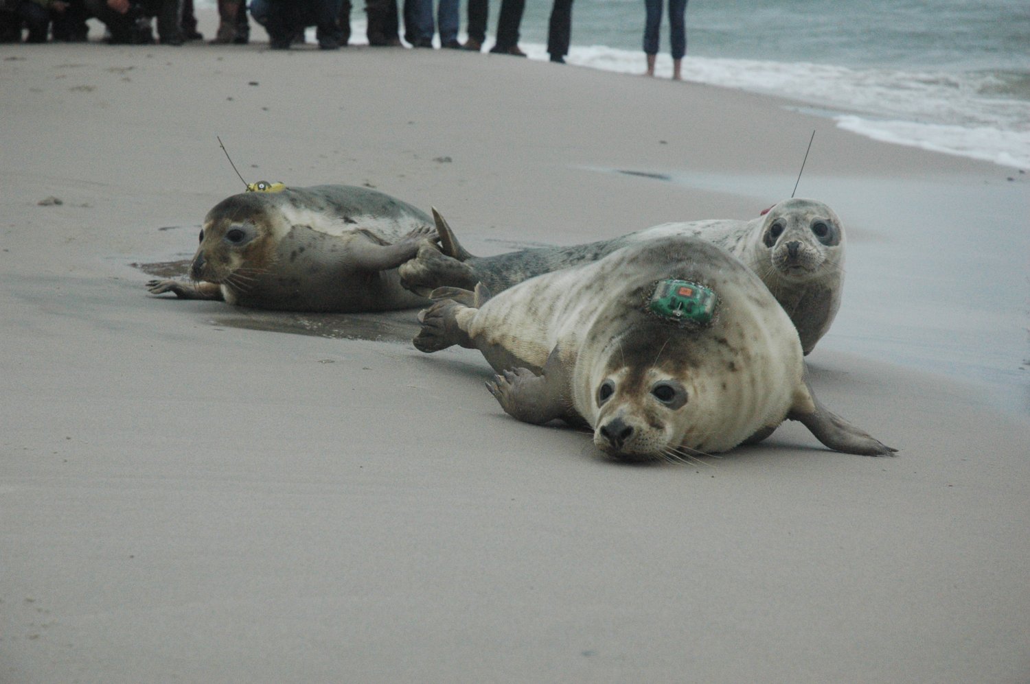 Łacha, Ławica i Łodzik w dniu wypuszczenia do Bałtyku.