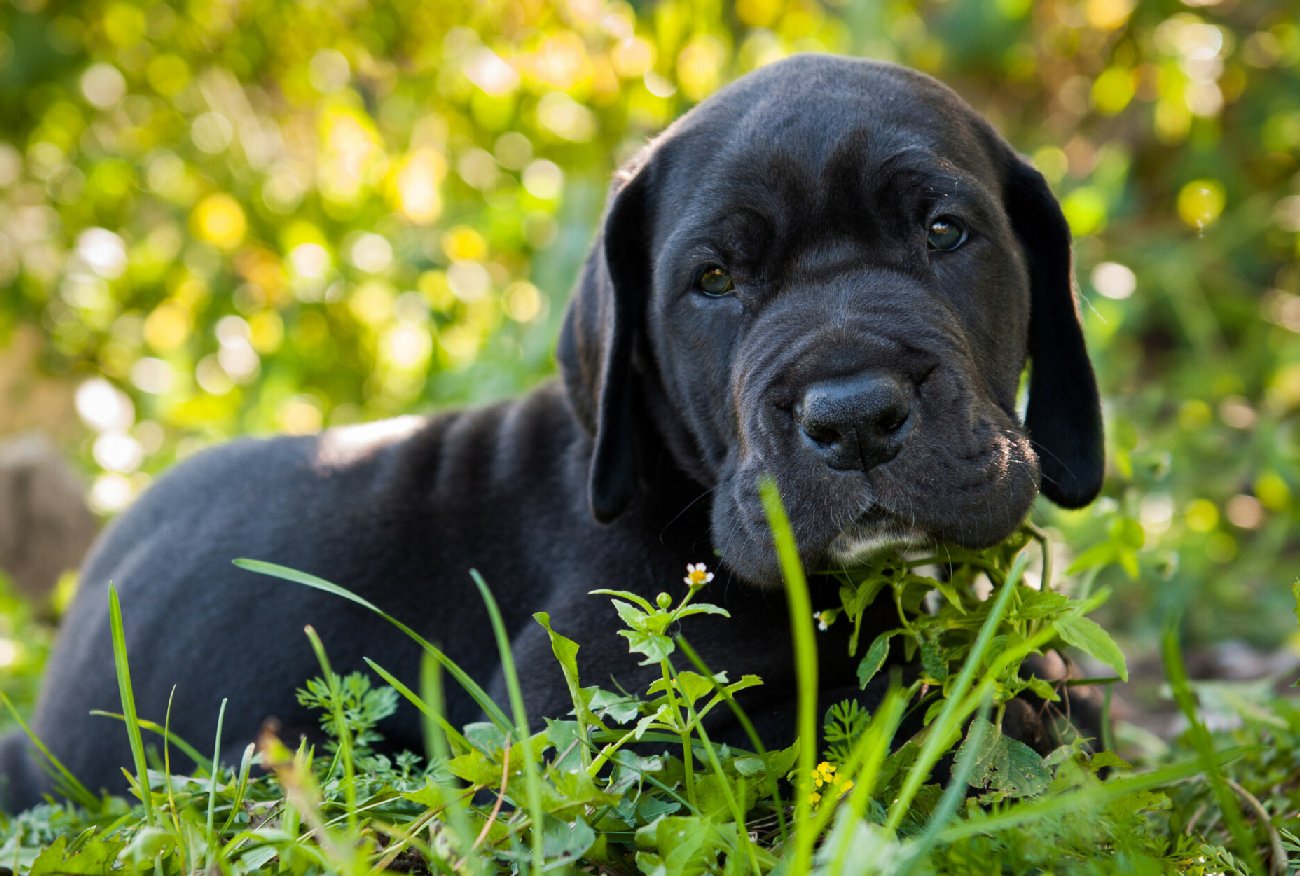Chiny. Myślała, że przygarnęła psa. Musiały interweniować służby.