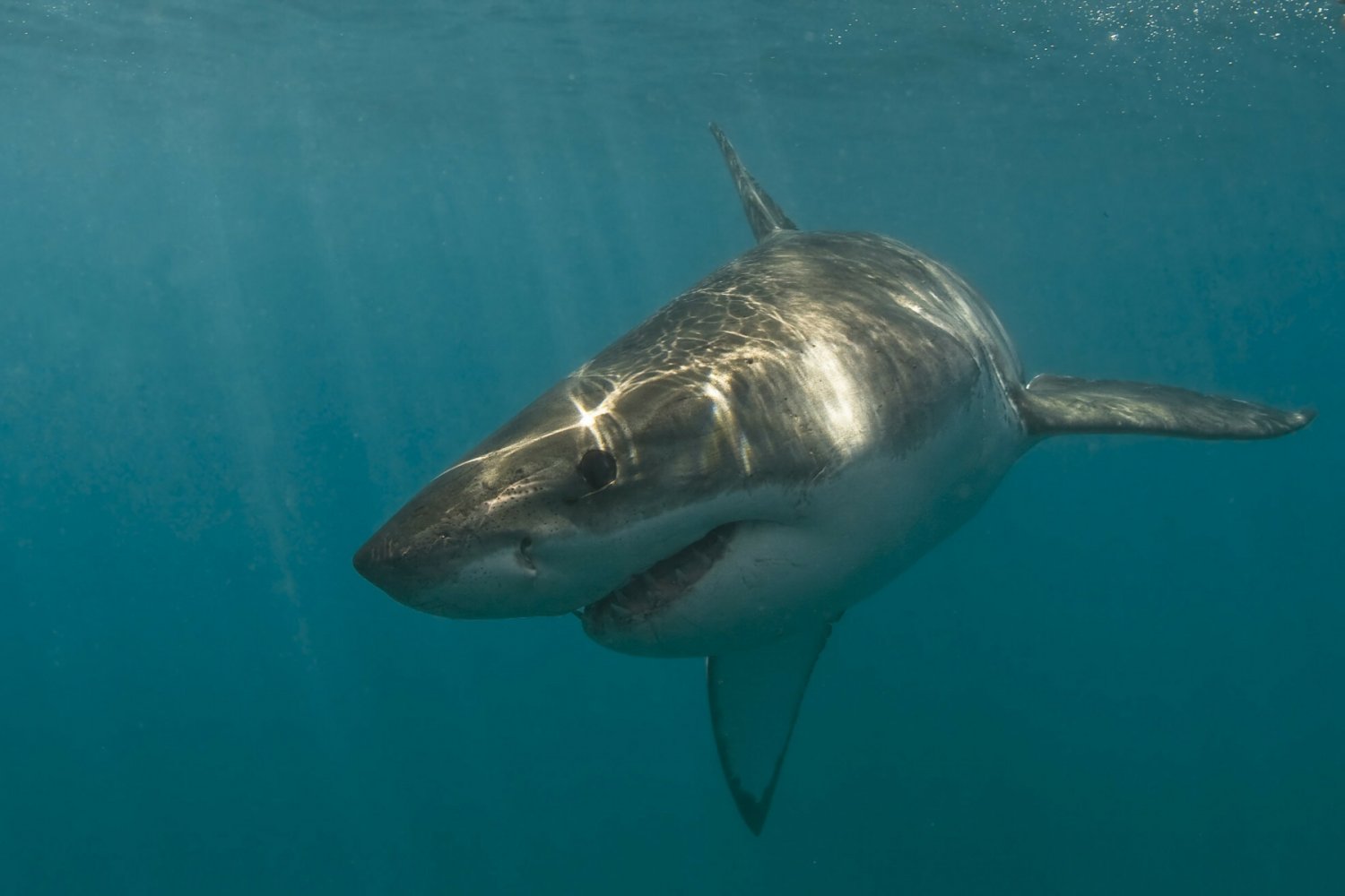 Gdzie w Egipcie występują rekiny?