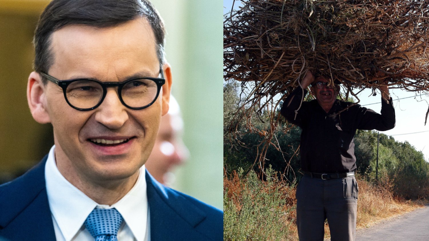 PiS zachęca Polaków do zbierania chrustu. "Gigantyczne zapotrzebowanie"