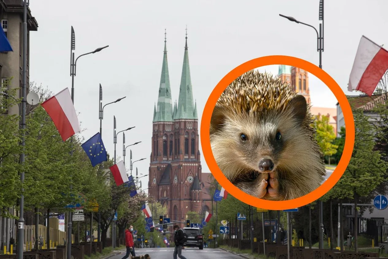 Jeż na grafice w Rybniku wzburzył Kościół. Zareagowała archidiecezja.